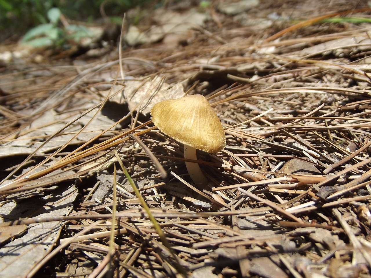 野生菌探秘，大师解读自然之珍馐