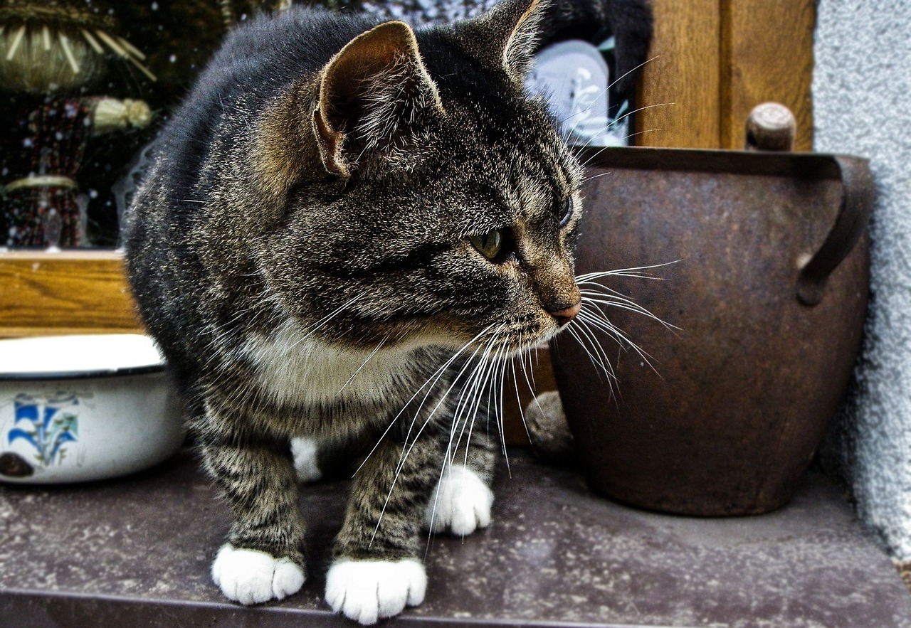 猫叫之谜，揭秘猫咪说话般的叫声背后的奥秘