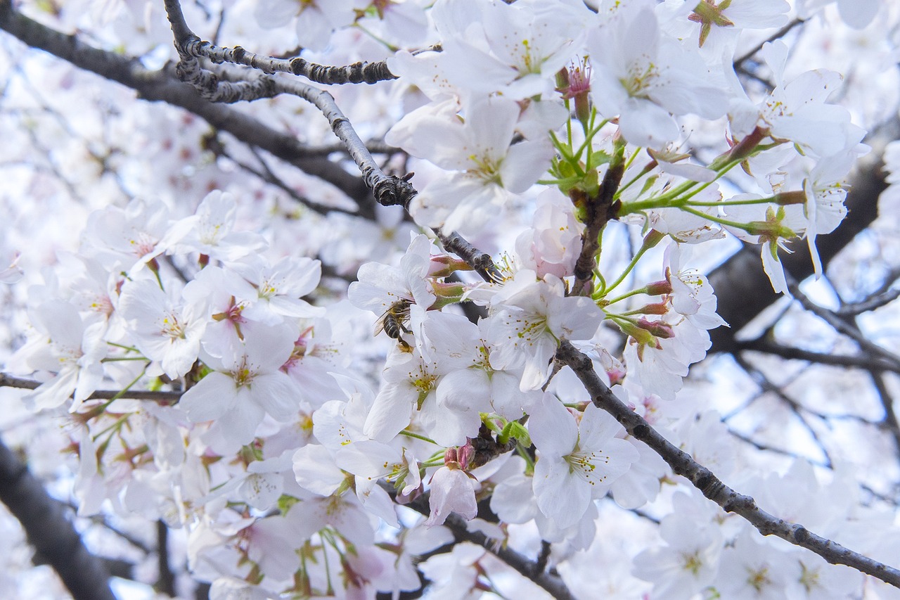 外国秋日节庆全览，探寻金秋时节的斑斓庆典