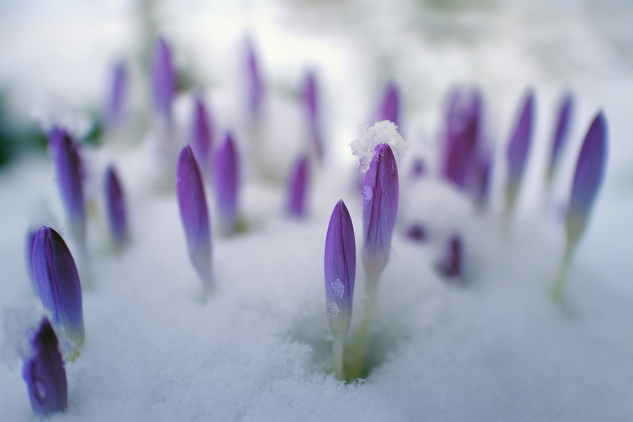 梦见下雪花，最新解读与深层征兆揭秘