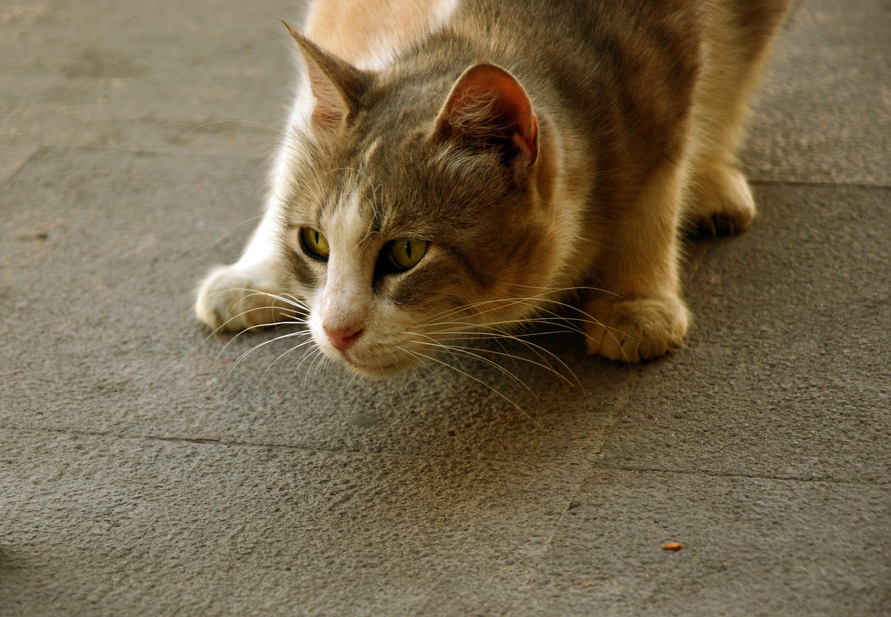 猫咪追逐之谜，从命理角度解析两只猫咪为何追着跑